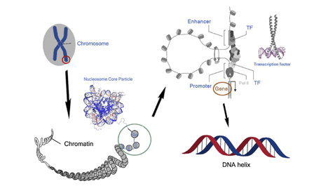 Biochemistry-Molecular-Biology-Journal-Hierarchical