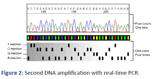 IPCE-DNA