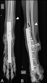 Journal-Veterinary-Medicine-Surgery-Radiographs