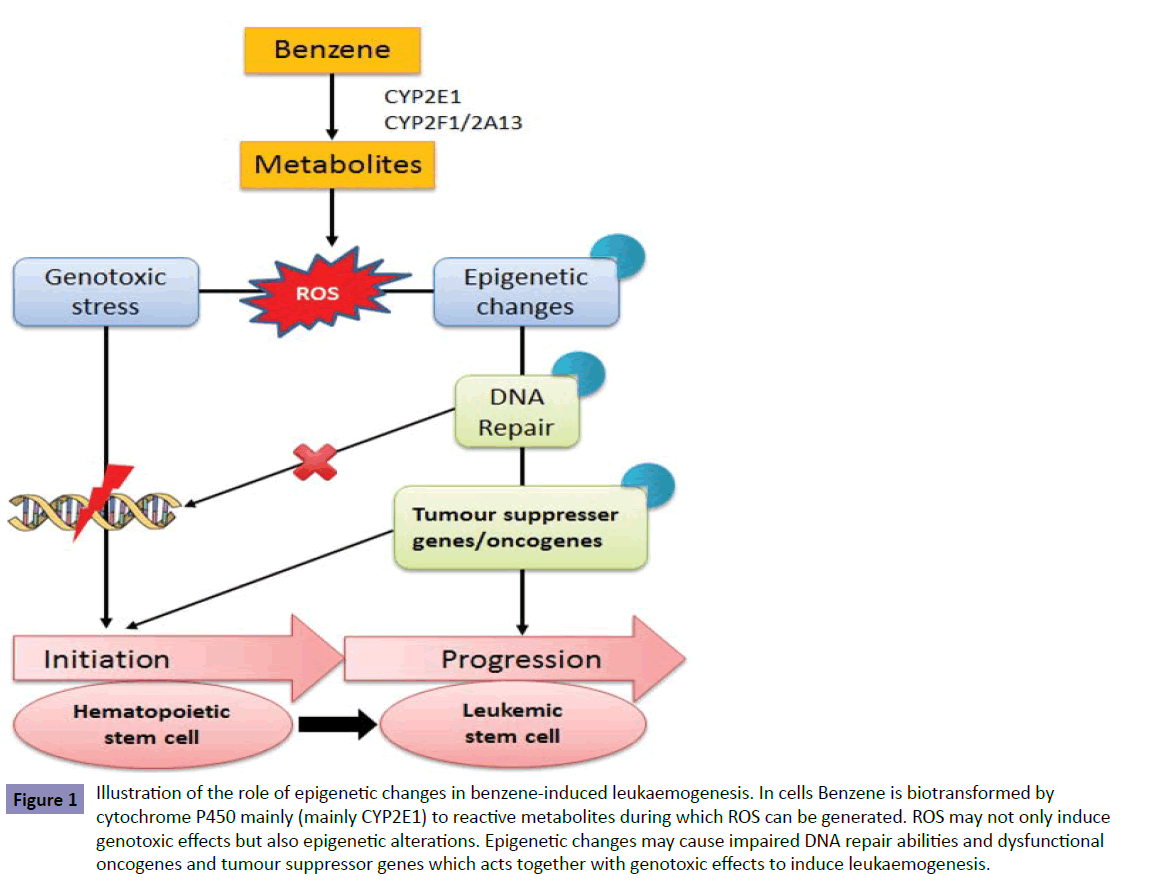 Clinical-Epigenetics-benzene-induced-leukaemogenesis