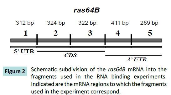 biochem-molbio-Schematic-subdivision