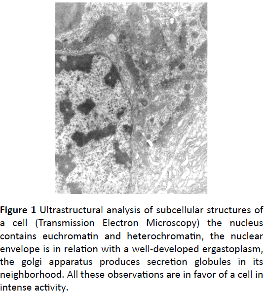 biochem-molbio-Ultrastructural-analysis