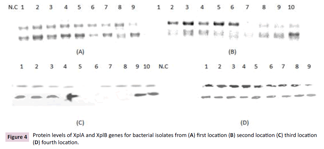 biochem-molbio-bacterial-isolates