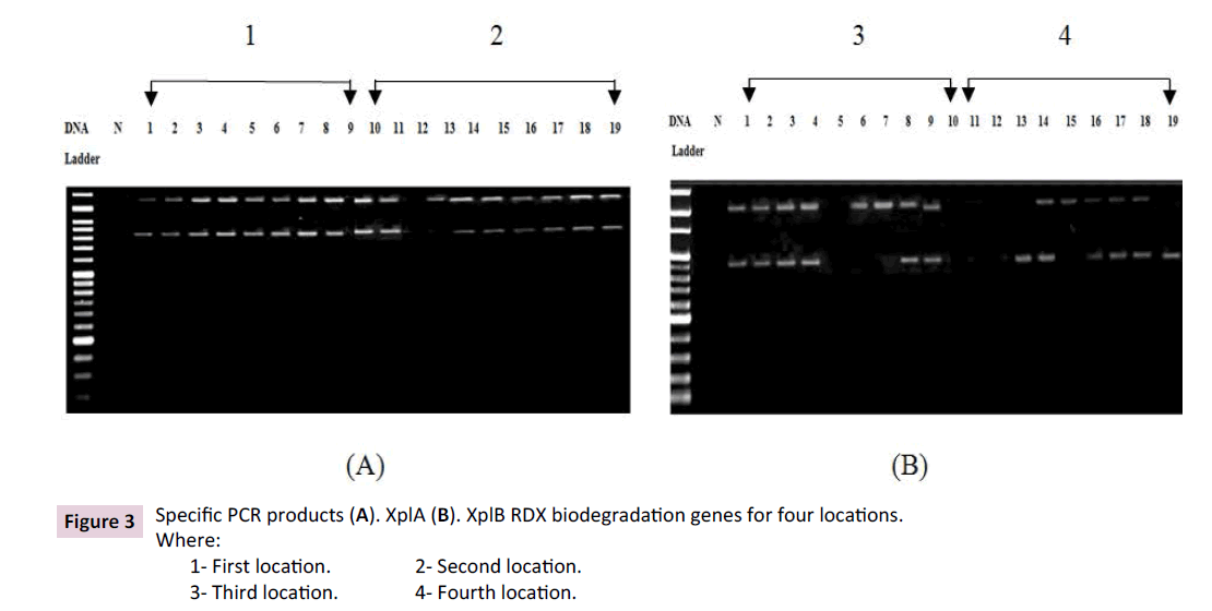 biochem-molbio-biodegradation-genes