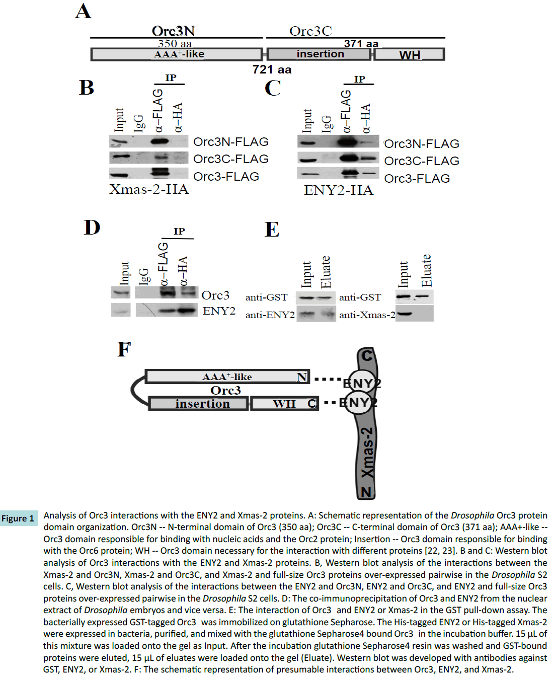 biochem-molbio-protein-domain-organization