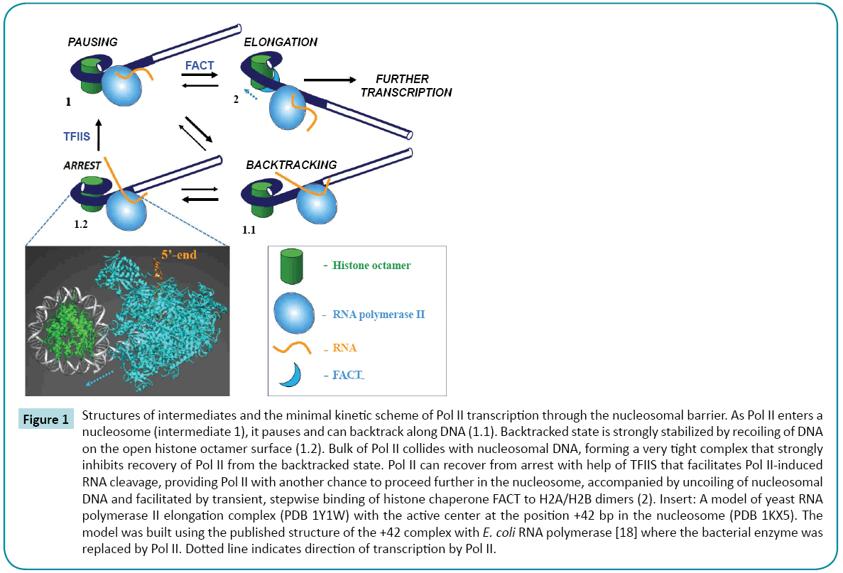 biochem-molbio-recoiling-DNA