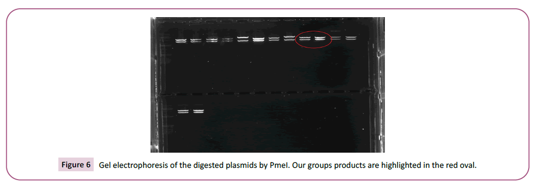 biochemistry-molecular-biology-digested-plasmids