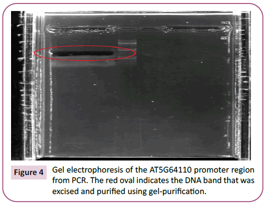 biochemistry-molecular-biology-gel-electrophoresis