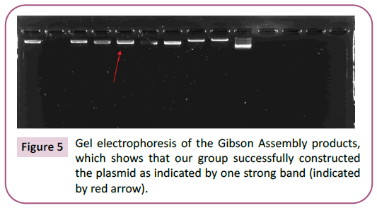 biochemistry-molecular-biology-gibson-assembly