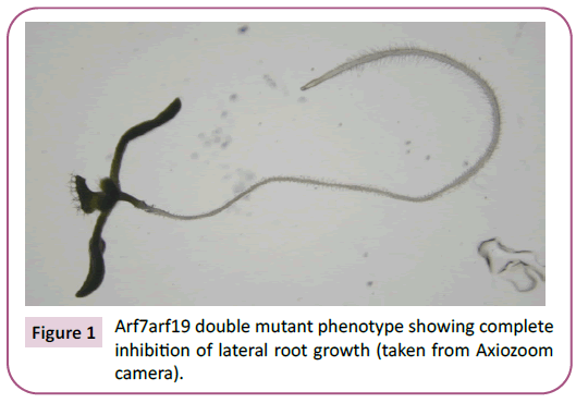 biochemistry-molecular-biology-mutant-phenotype