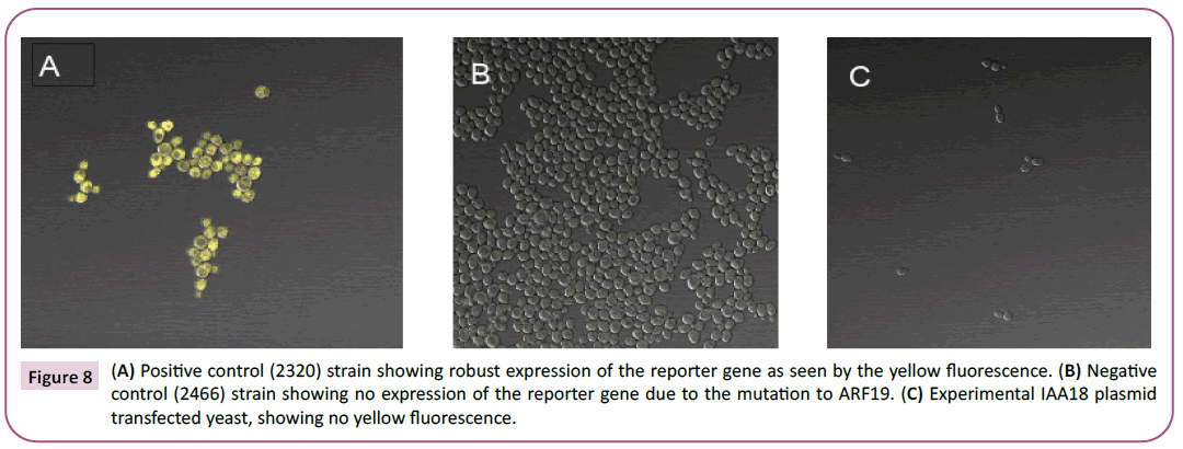 biochemistry-molecular-biology-robust-expression