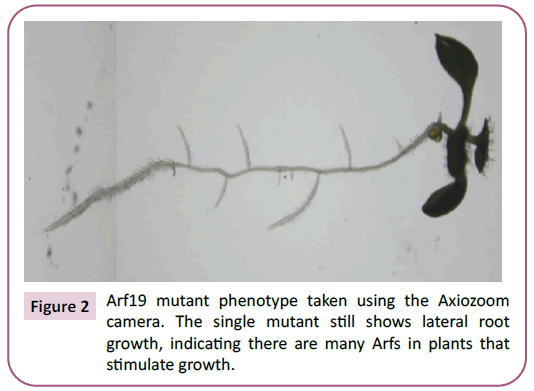 biochemistry-molecular-biology-single-mutant