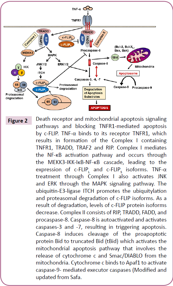 biomarkers-Death-receptor