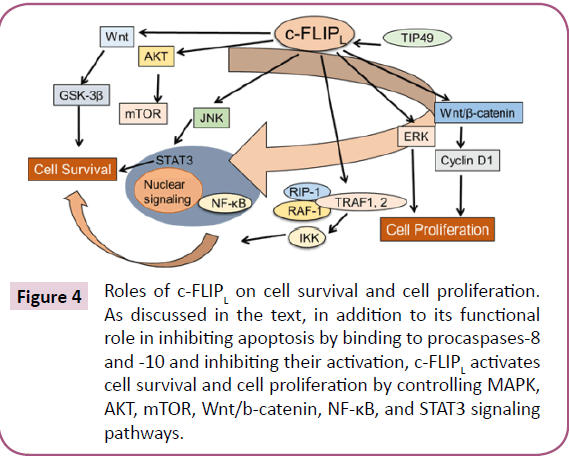 biomarkers-cell-proliferation