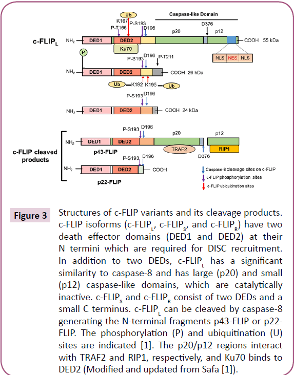 biomarkers-cleavage-products