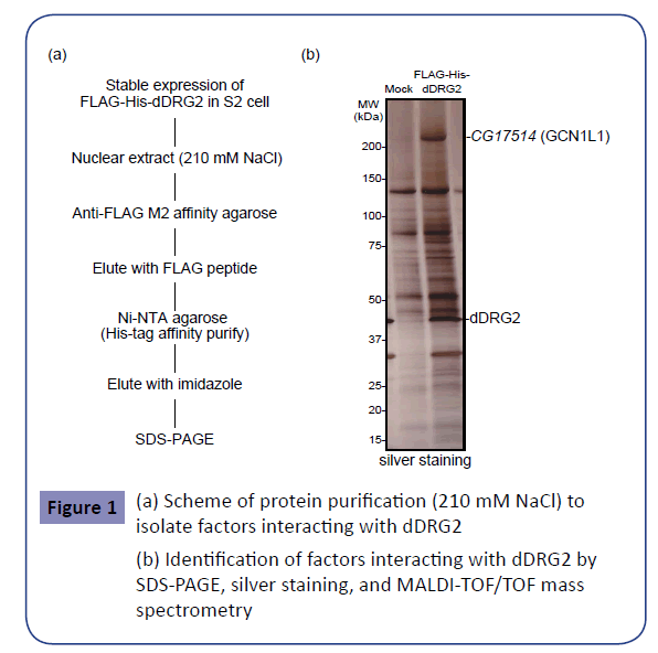 clinical-epigenetics-Scheme-protein