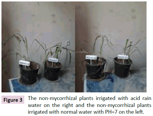 clinical-epigenetics-non-mycorrhizal-plants