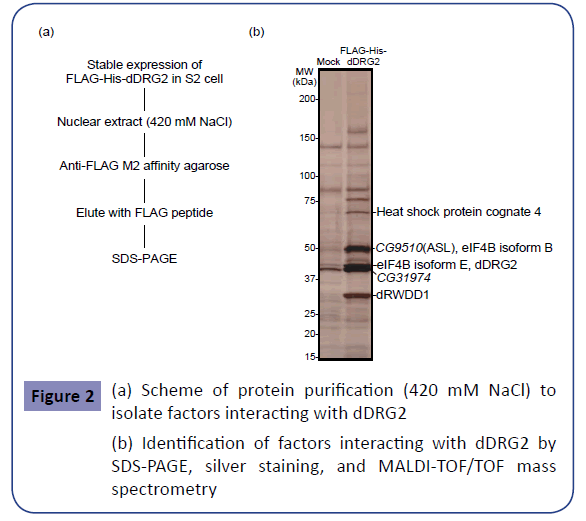 clinical-epigenetics-protein-purification