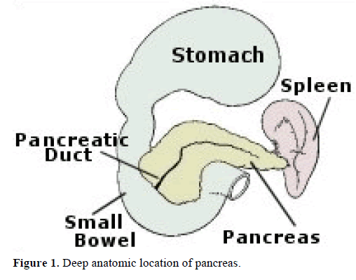pancreas-deep-anatomic-location