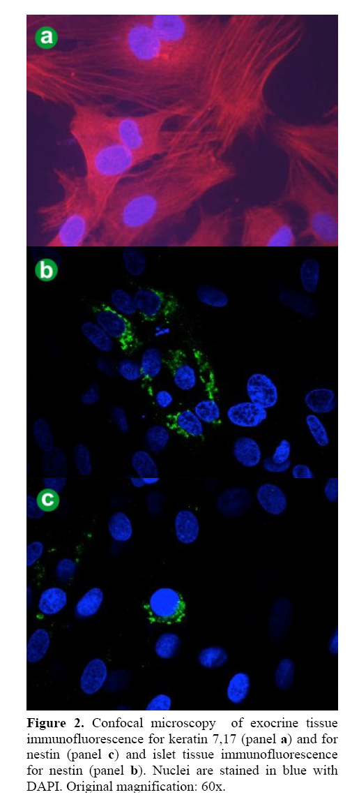 pancreas-immunofluorescence-keratin