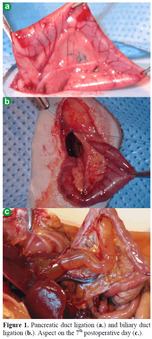 pancreas-pancreatic-duct-ligation