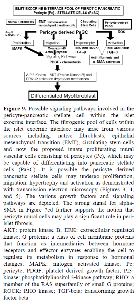 pancreas-possible-signaling-pathways-stellate